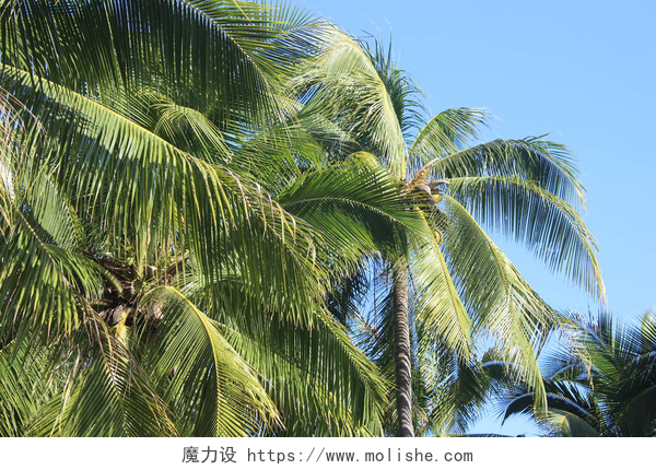 中国海南三亚椰树风景亚洲中国海南三亚